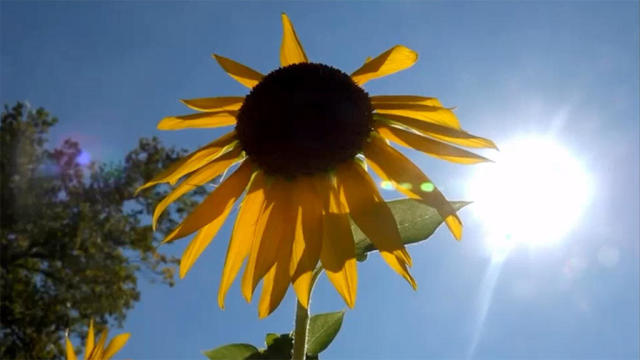 Sunflower in a Heat Wave 