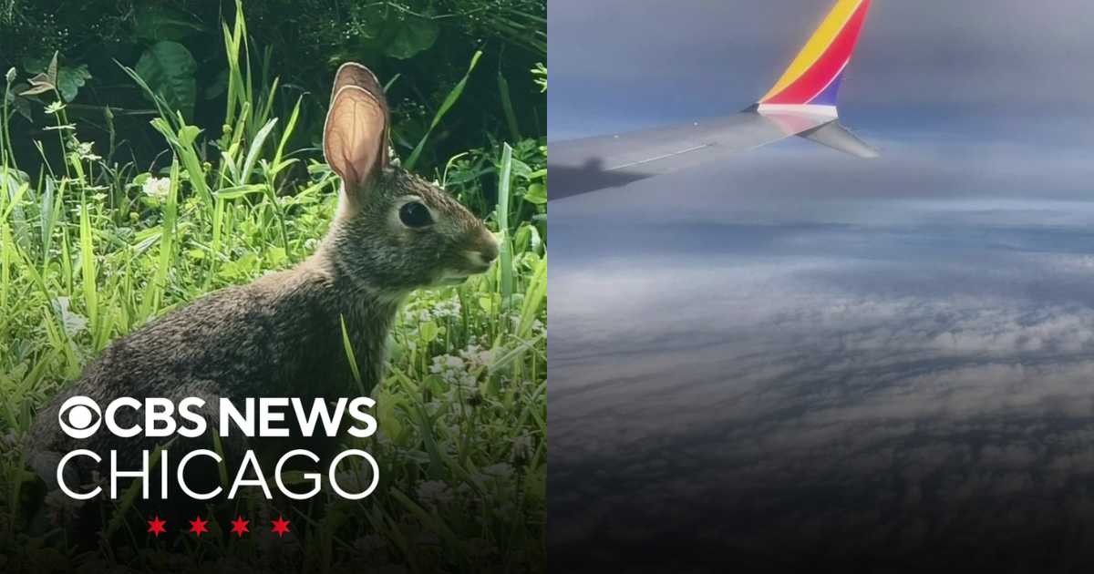 What Caught My Eye - Posing rabbit, Hurricane Beryl from above - CBS ...