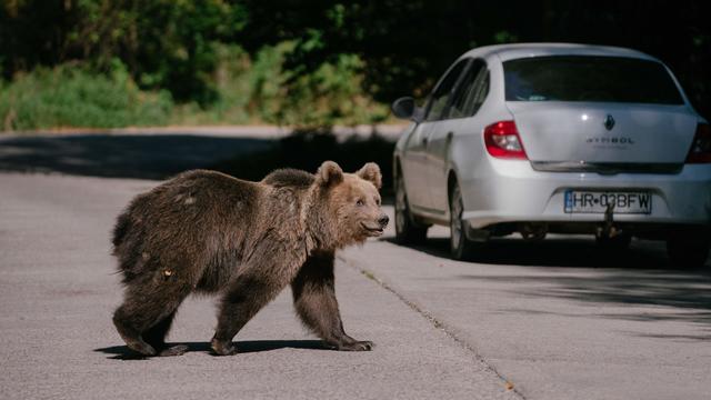 FILE PHOTO: A WILD FEMALE BEAR FEEDS FROM A GARBAGE BIN IN BRASOV, ROMANIA. 