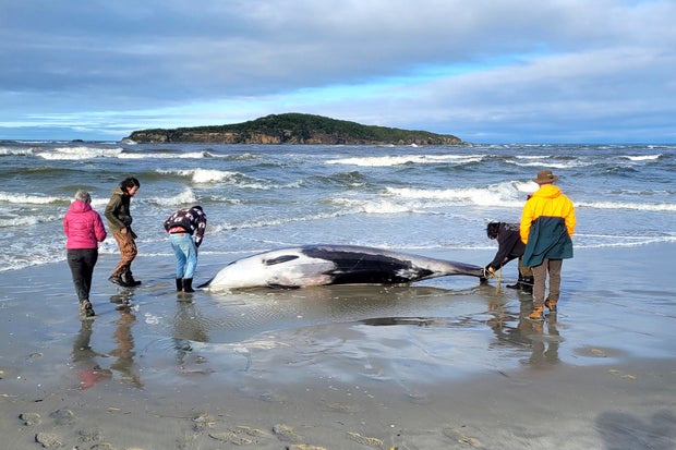 New Zealand Whale