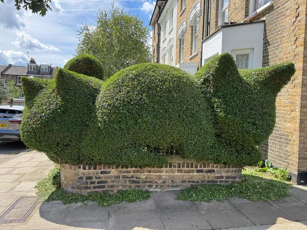 london-cat-hedge-bushe.jpg 