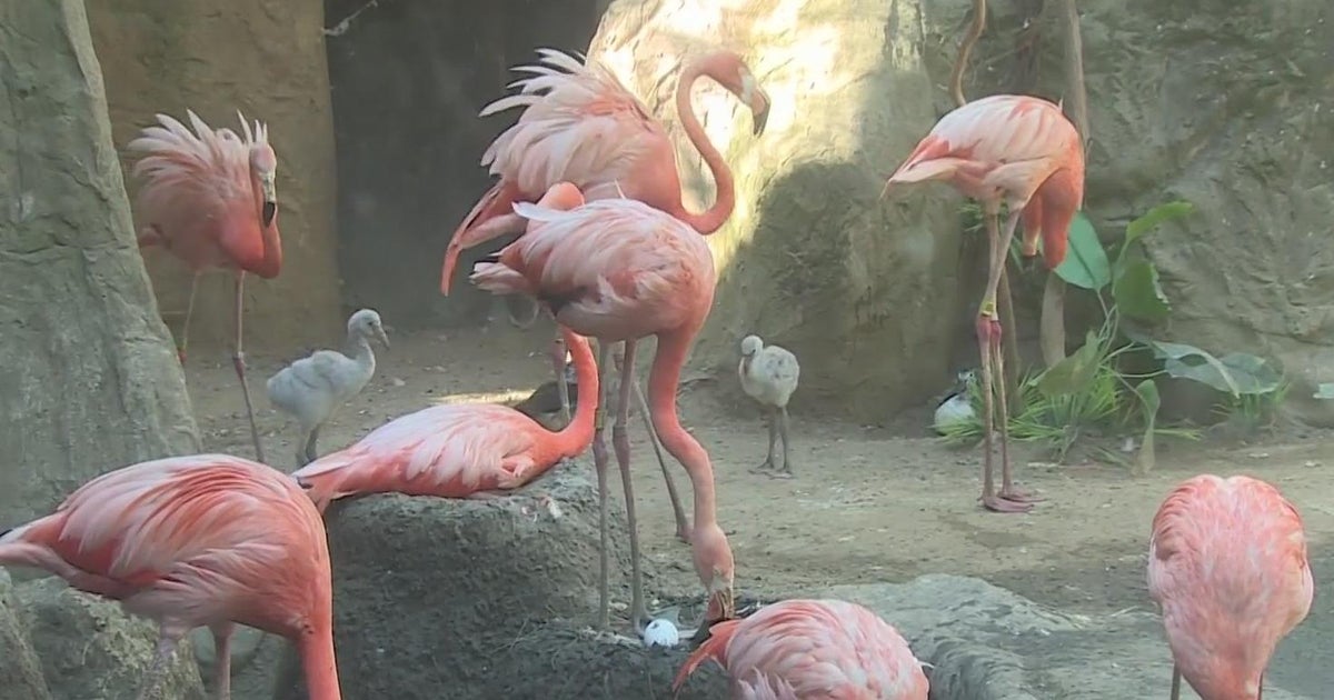 Meet some of the newborns at the Sacramento Zoo