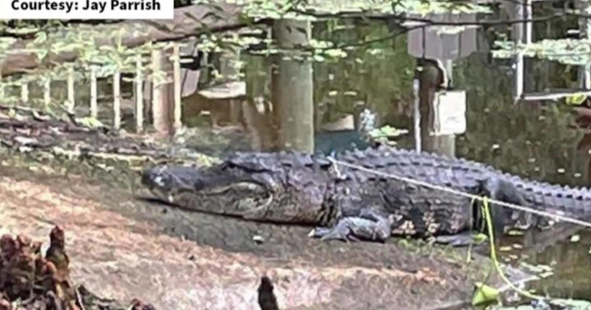 Florida woman survived attack by massive 400 pound gator