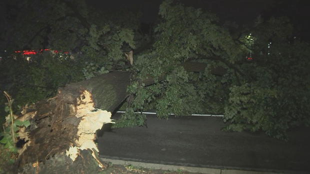 Downed tree on Roosevelt Boulevard, July 17, 2024 