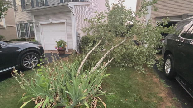 Tree down in Montgomery County 