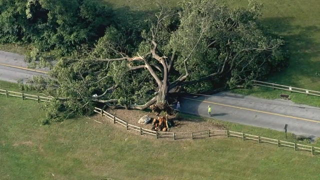 Downed tree in Coatesville, Chester County, Pennsylvania 