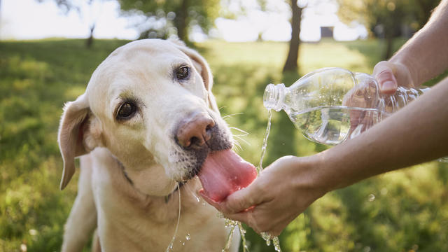 Dog drinking water from plastic bottle in nature