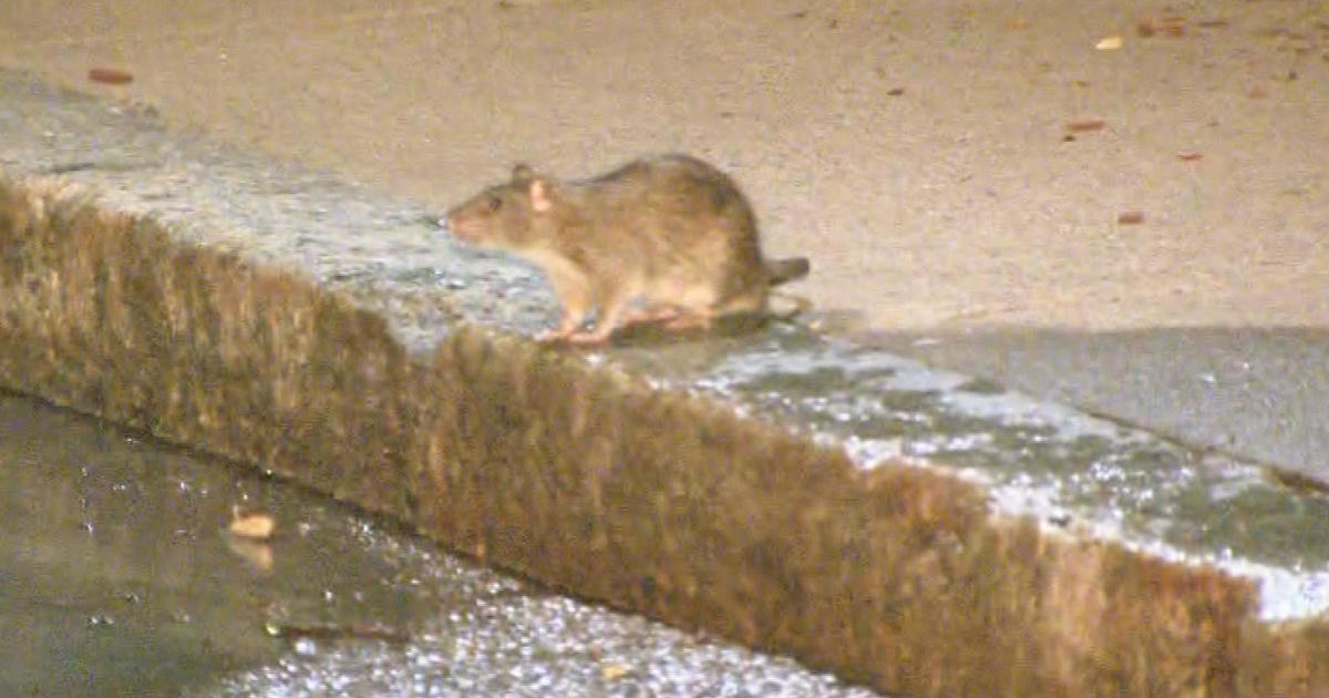 Boston releases action plan to combat the city’s rodent problem