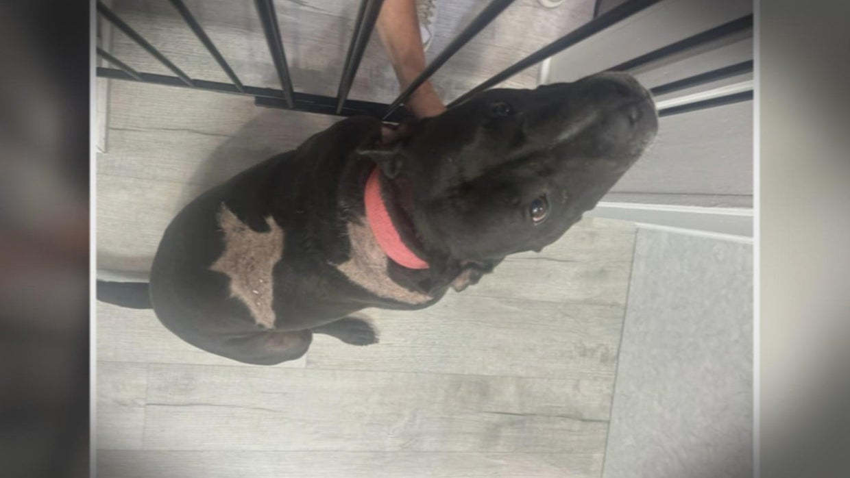 Video shows abandoned dog being tossed over fence at Atlantic City ...