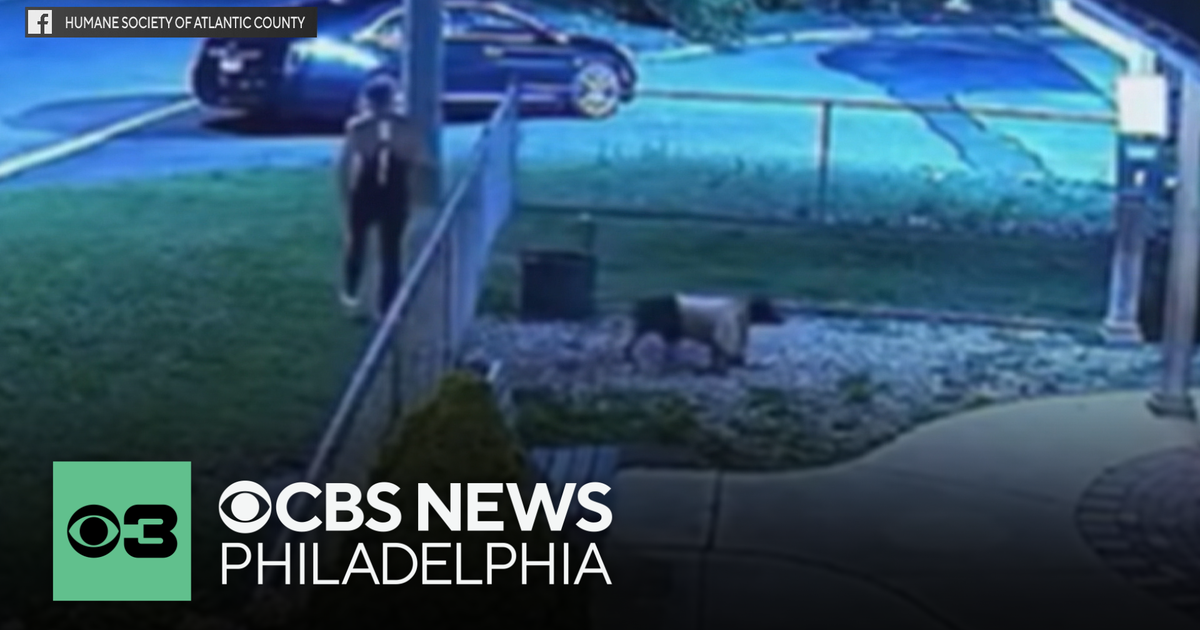 Abandoned dog tossed over fence at Atlantic City shelter - CBS Philadelphia