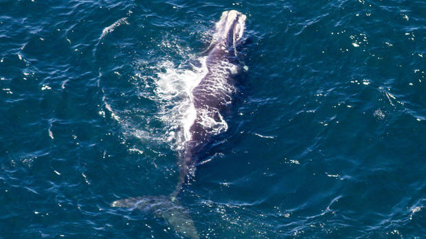 fenway-the-whale.jpg 