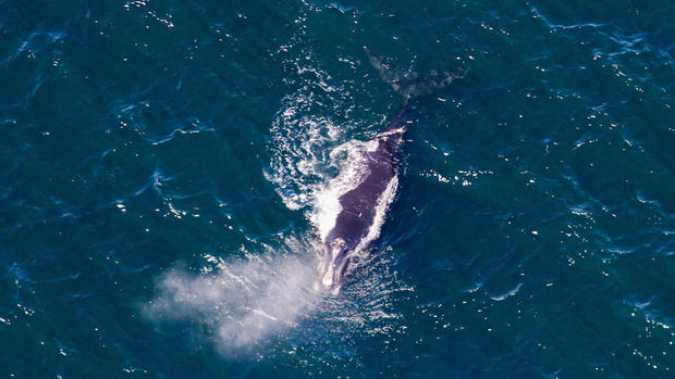 fenway-calf-whale.jpg 