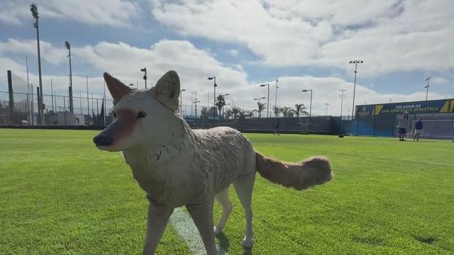 Plastic Coyote on San Jose State Football Field 