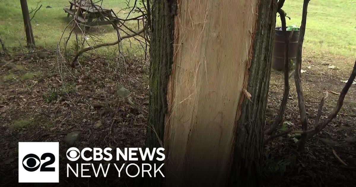 3 people hurt after lightning strikes trees in New York park - CBS New York