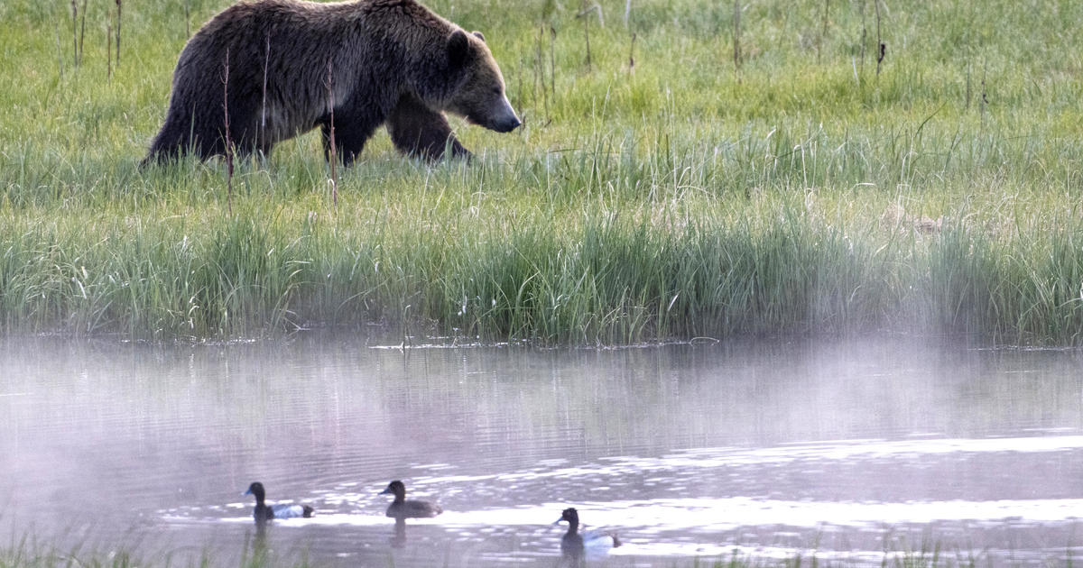 Man shoots and kills grizzly bear in Montana in self defense after it attacks