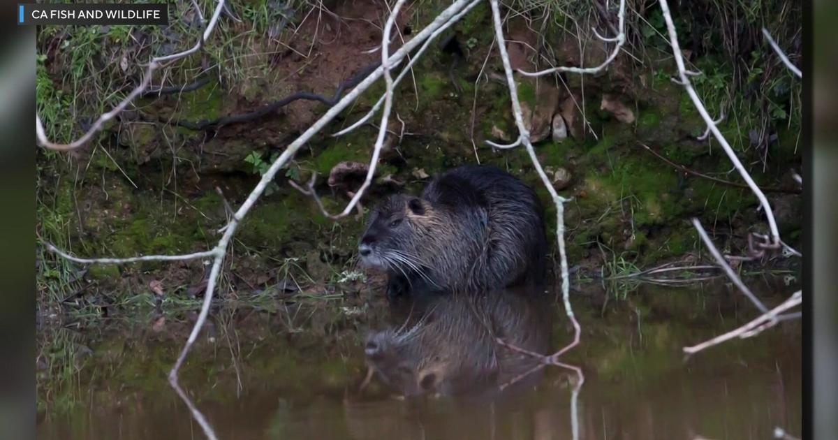 Invasive swamp rat poses big threat to wildlife in California’s Central Valley