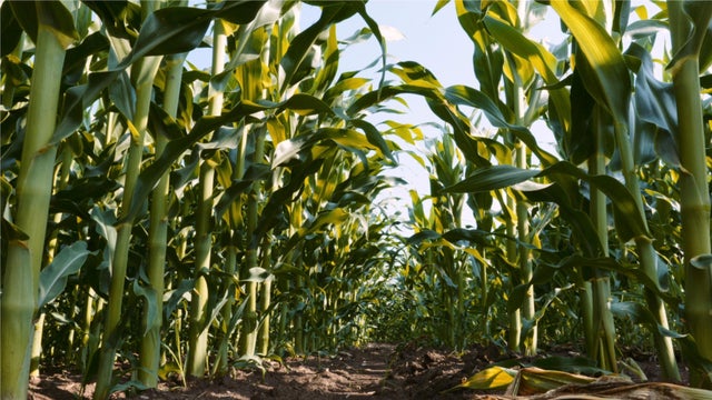 Corn Crops And Humidity
