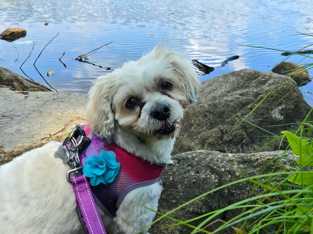 Samsung Galaxy Z Flip 6 Review 