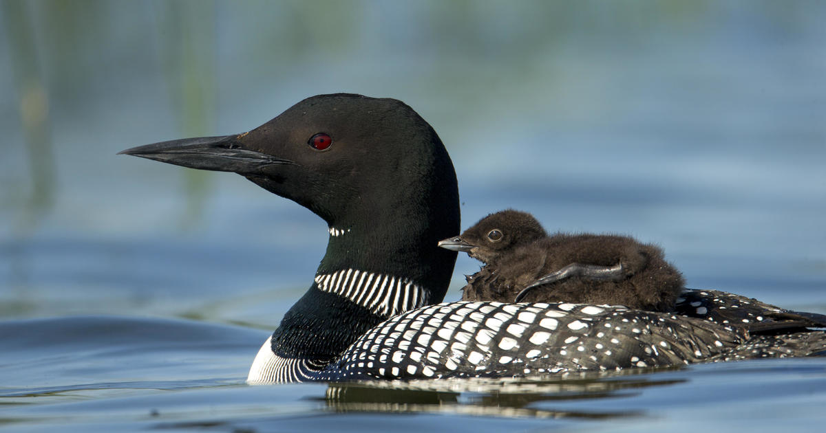 Climate change could drive loons out of Minnesota and Wisconsin, scientist warns