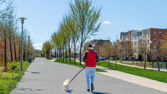 Man Walks His Dog in Park 