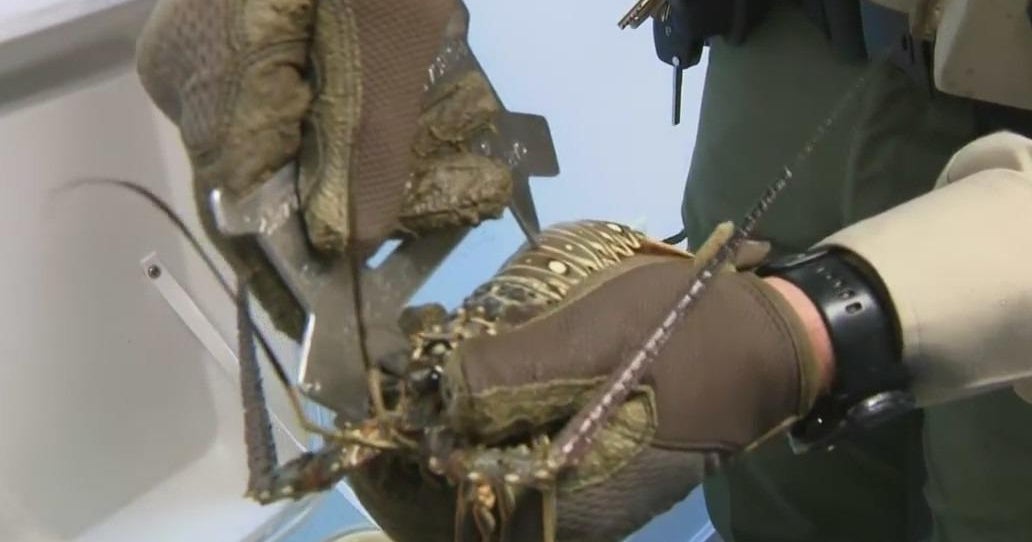 Florida lobster mini-season kicks off Wednesday