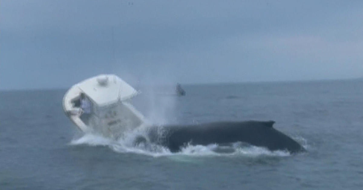 Video shows whale crashes into fishing boat off New Hampshire coast