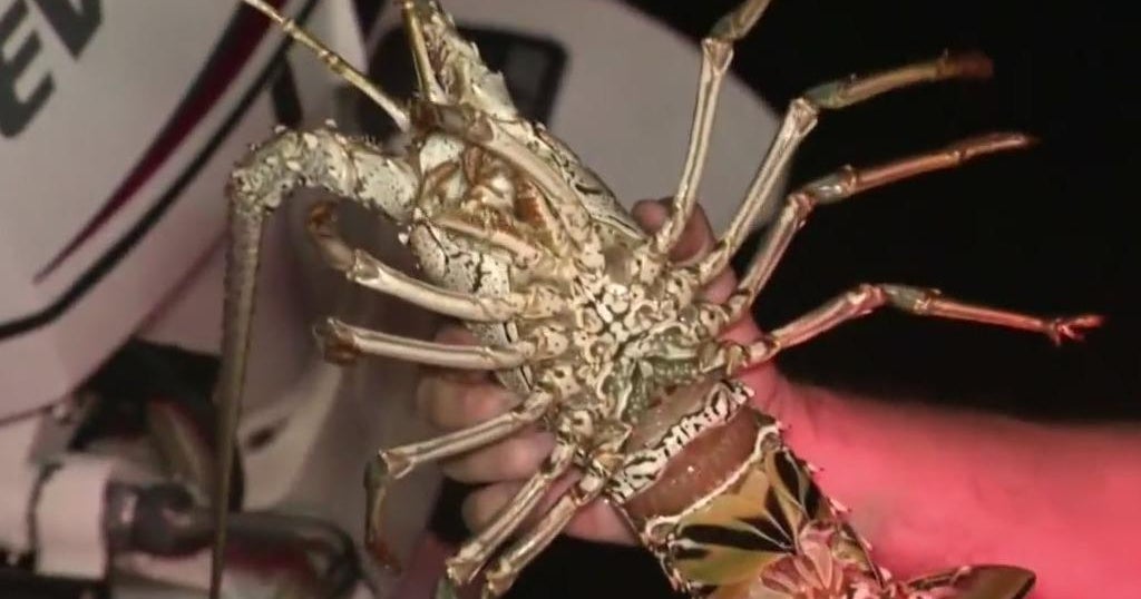 Lobster hunters hit the water on the first day of Florida’s mini-season