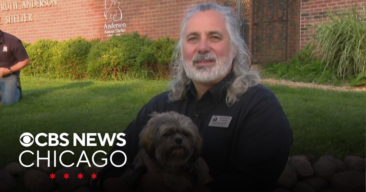 Puppies rescued from mill available for adoption at Anderson Humane ...