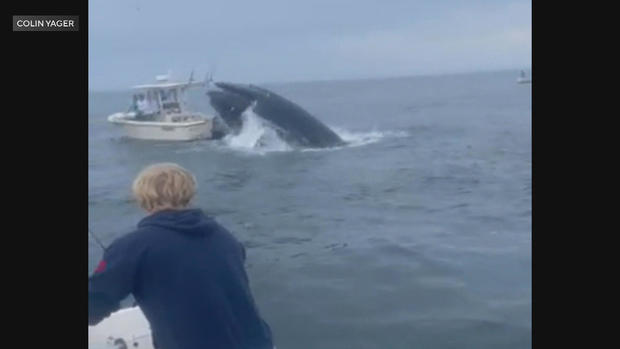 Whale capsizes boat 