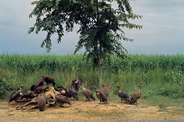 Vultures on dead prey 