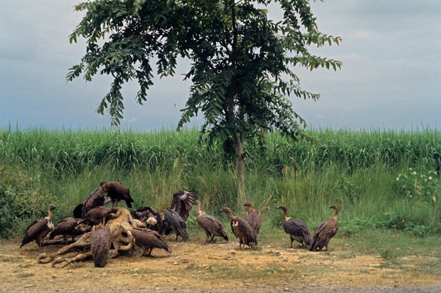 Vultures on dead prey