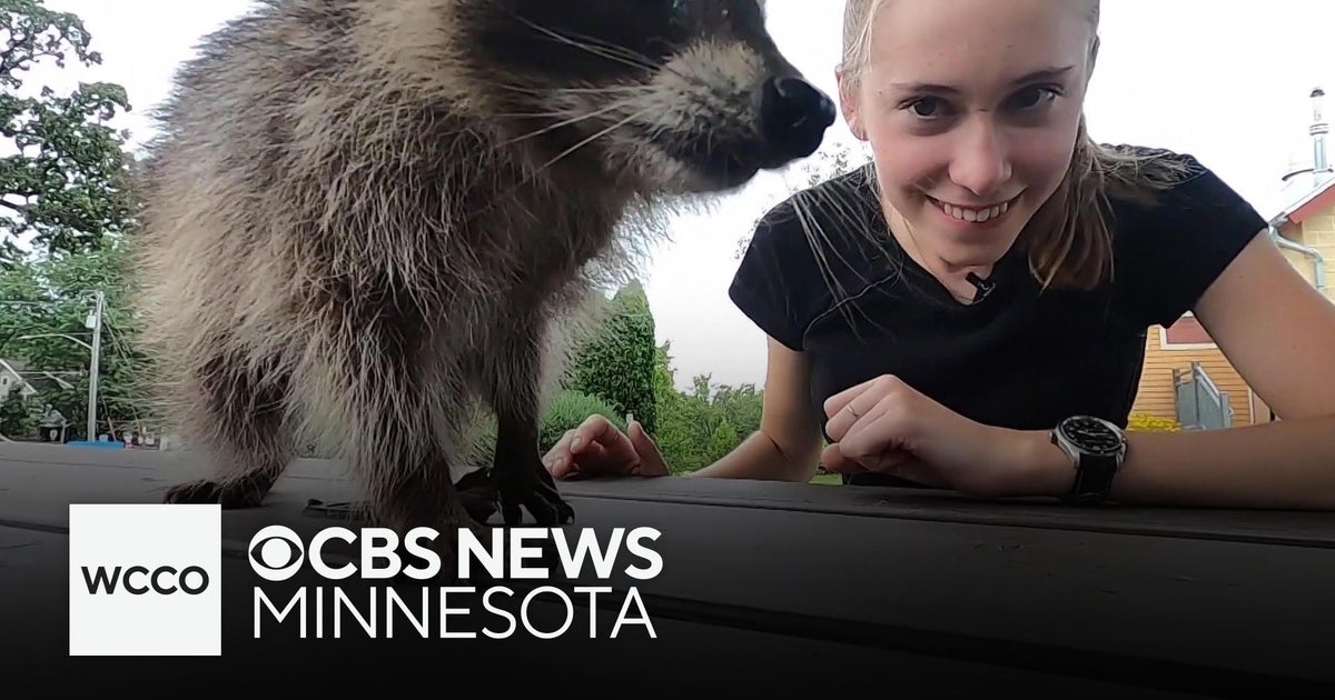 Wisconsin woman becomes raccoon’s surrogate mom - CBS Minnesota