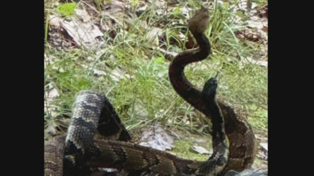 Rattlesnakes Massachusetts 