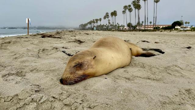 sea-lion-with-domoic-acid-7.jpg 