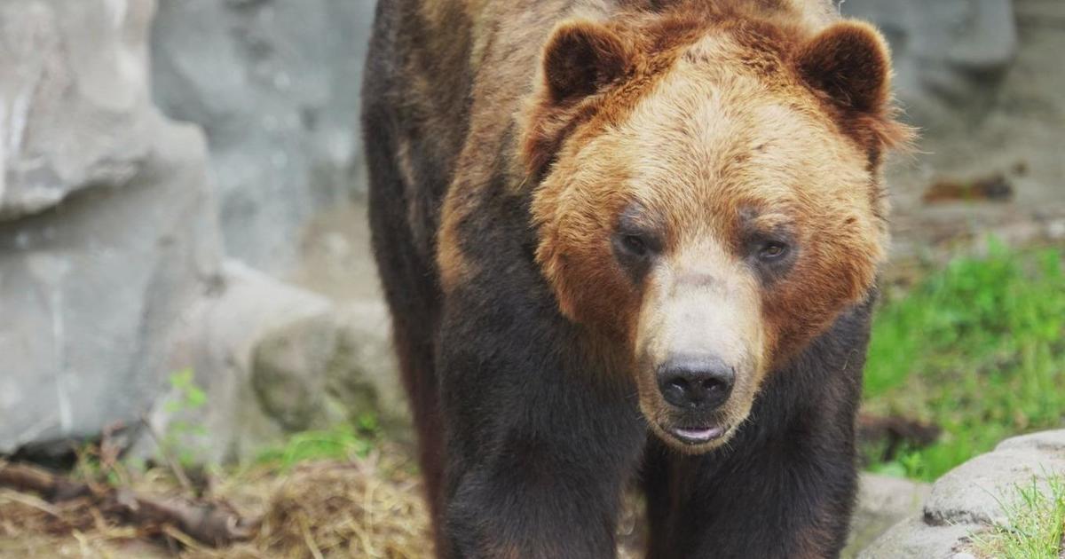 Detroit Zoo Euthanizes Grizzly Bear Mike