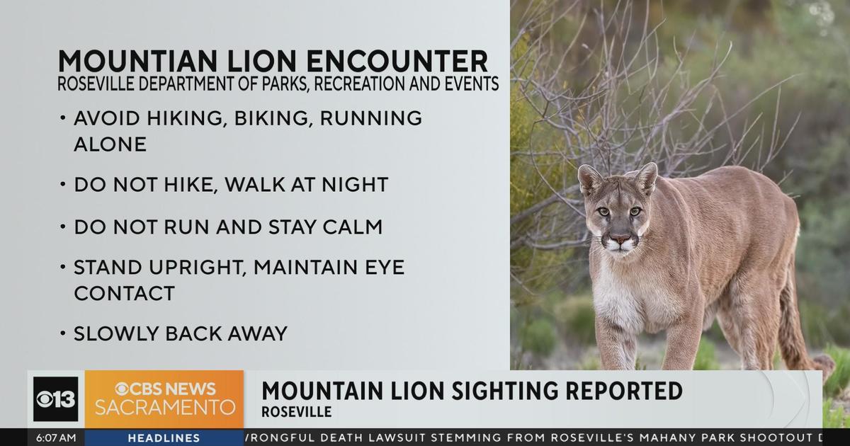 Roseville Residents on Alert After Recent Mountain Lion Sightings