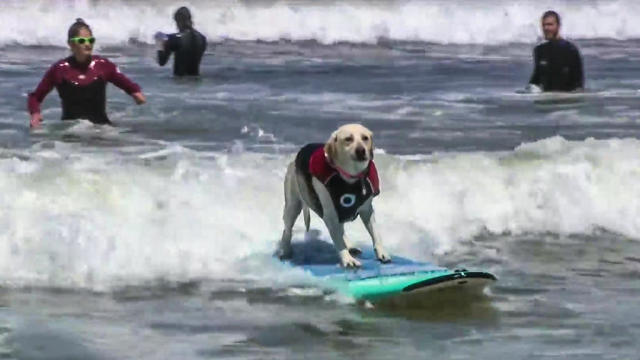 Dog Surfing 