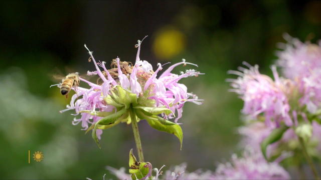 wildflowers-bee-1920.jpg 