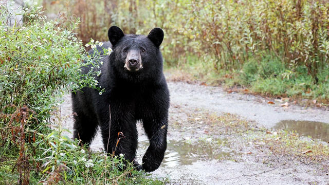 Black Bear 