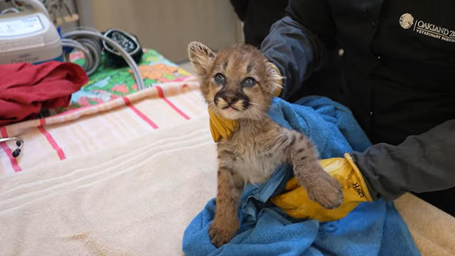 oak-zoo-briar-mountain-lion-cub-080724.jpg 