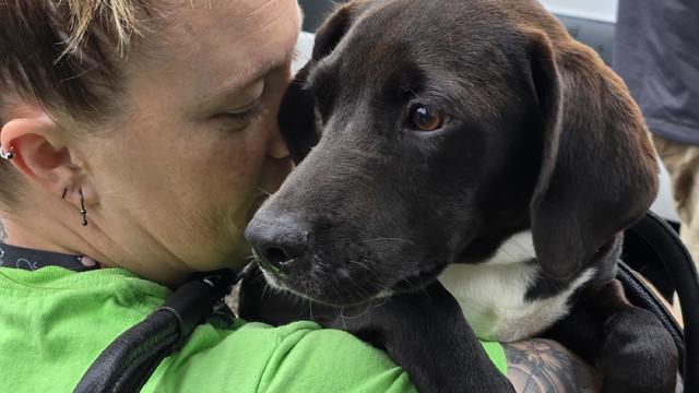 one-of-the-dogs-gets-a-pep-talk-from-a-charleston-animal-society-staffer.jpg 