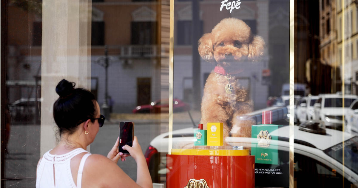 Dolce & Gabbana launches 8 dog cologne, raising hackles of some vets and pet owners Dolce & Gabbana launches 8 dog cologne, raising hackles of some vets and pet owners