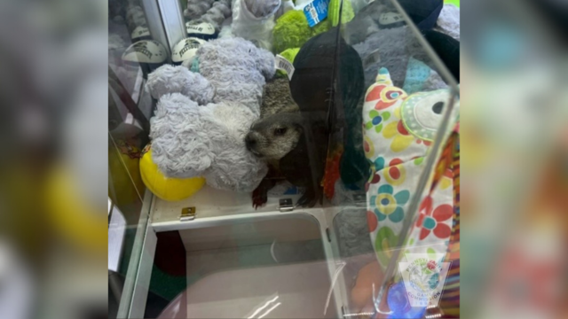 kdka-groundhog-claw-machine.png 