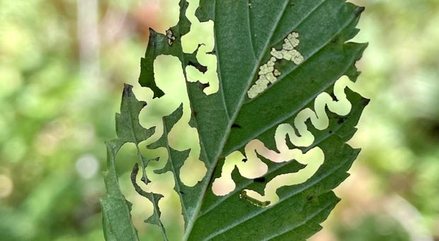elm-zigzag-swarfly.jpg