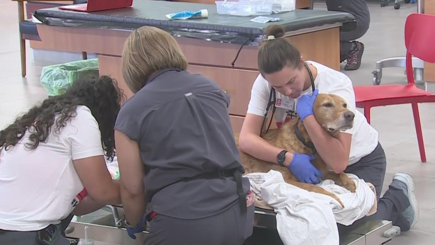 Emergency veterinary clinic opens in Elk Grove despite nationwide shortage  of veterinarians - CBS Sacramento