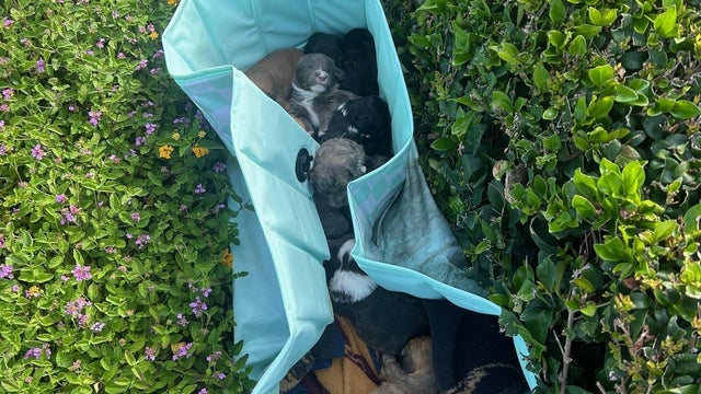thumbnail-puppies-dumped-at-mvas-1.jpg 