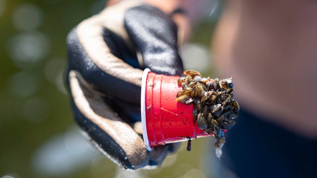 Lake Minnetonka clean up, July 2022, Star Tribune photo 
