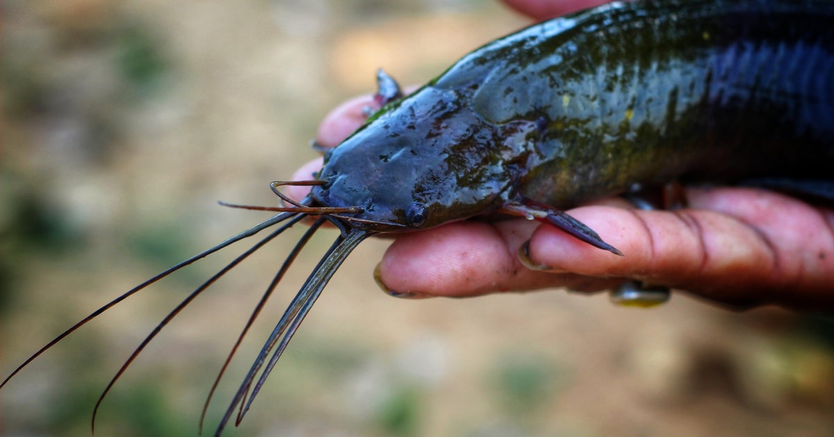 Hurricane Debby sends walking catfish to Florida homes