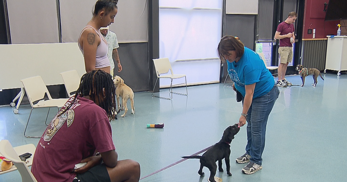 Colorado dog lover rallies animal welfare community to save four-legged friends Colorado dog lover rallies animal welfare community to save four-legged friends