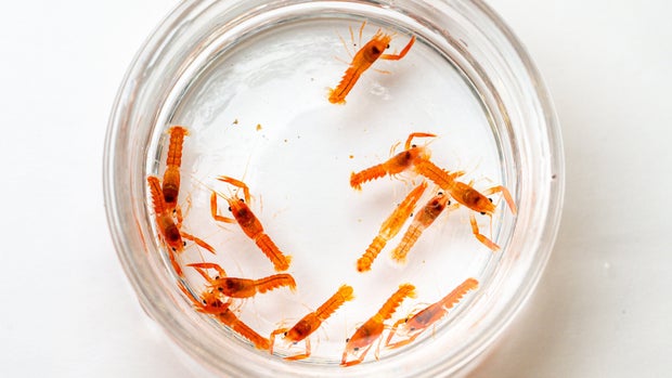 baby-orange-lobsters.jpg 